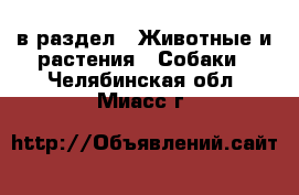  в раздел : Животные и растения » Собаки . Челябинская обл.,Миасс г.